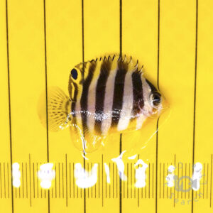 Multiband-Angelfish_KB_260304