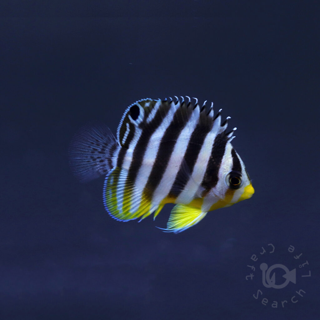 シマヤッコ カミハタブリード