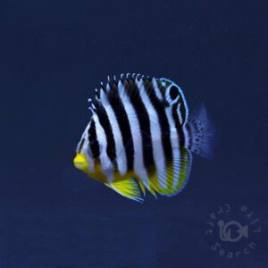 Multiband-Angelfish_KB_260304