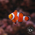 Ocellaris-Clownfish_KB