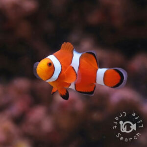 Ocellaris-Clownfish_KB