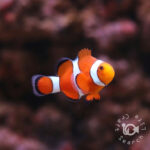 Ocellaris-Clownfish_KB