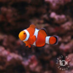 Ocellaris-Clownfish_KB