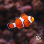 Ocellaris-Clownfish_KB