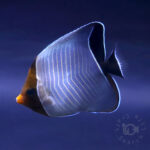 Orangeface-Butterflyfish_260307