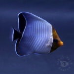 Orangeface-Butterflyfish_260307