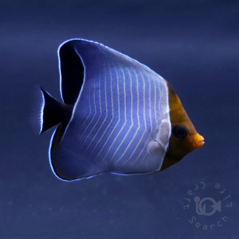 Orangeface-Butterflyfish_260307