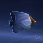 Orangeface-Butterflyfish_260307