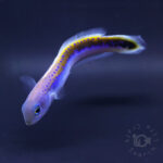  Oreni-Tilefish_260115