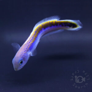  Oreni-Tilefish_260115