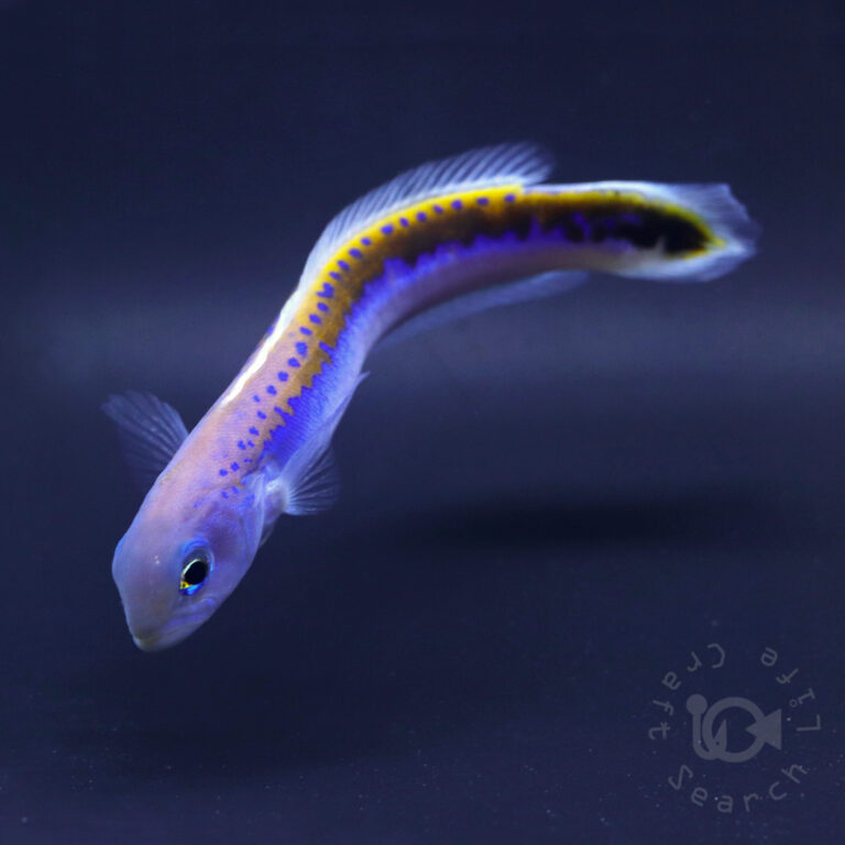  Oreni-Tilefish_260115