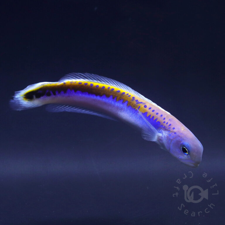  Oreni-Tilefish_260115