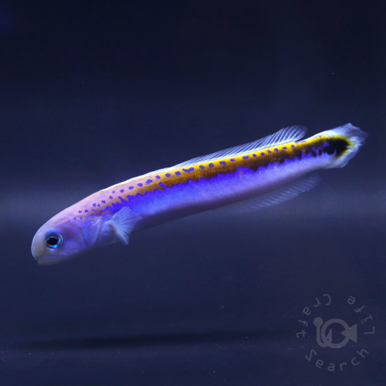  Oreni-Tilefish_260115