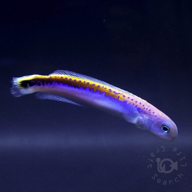  Oreni-Tilefish_260115