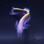  Oreni-Tilefish_260115