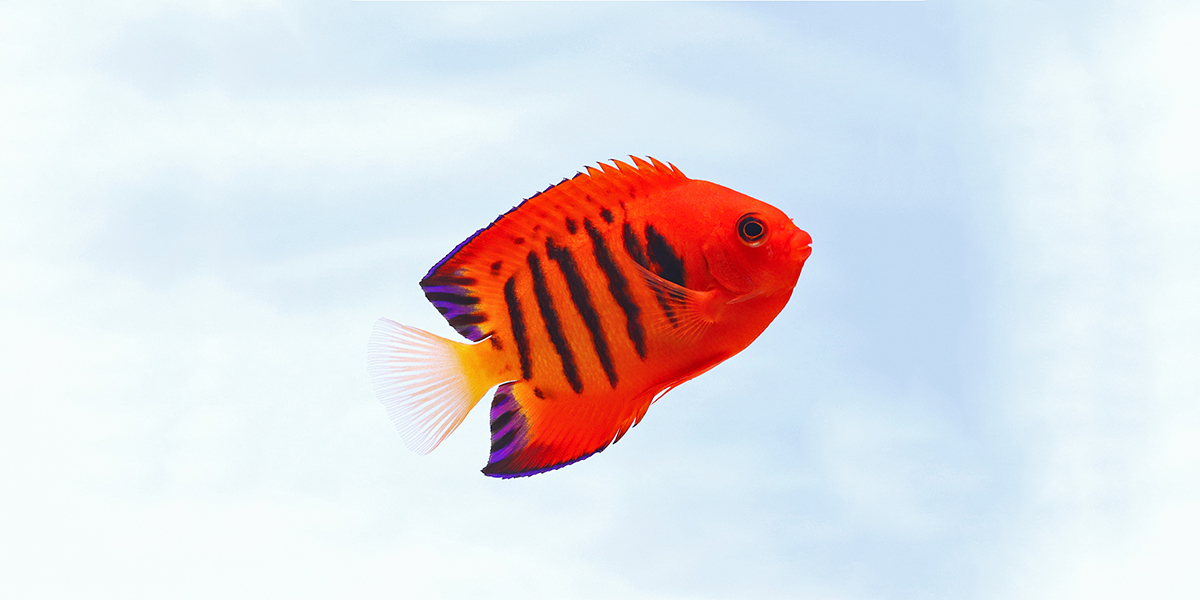 プレミアムストック