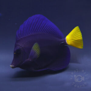 Purple-Tang_260312