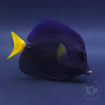Purple-Tang_260312