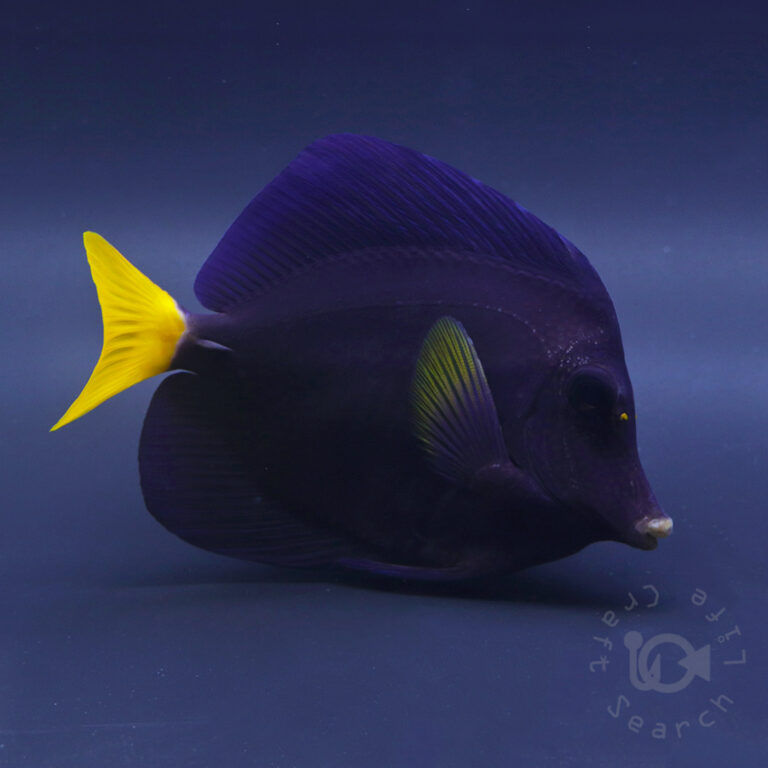 Purple-Tang_260312
