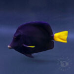 Purple-Tang_260312