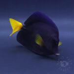 Purple-Tang_260312