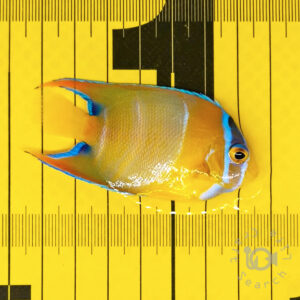 Queen-Angelfish_Brazil_20260308