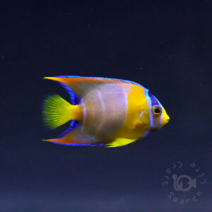 Queen-Angelfish_Brazil_20260308