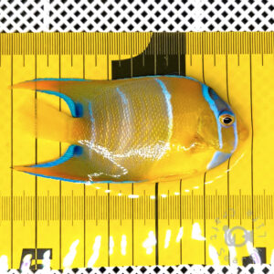 Queen-Angelfish_Brazil_20260310