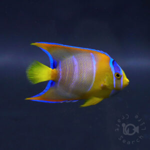 Queen-Angelfish_Brazil_20260310