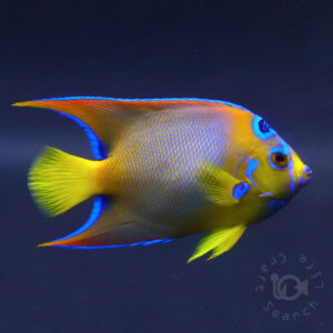 Queen-Angelfish_Brazil_20260313