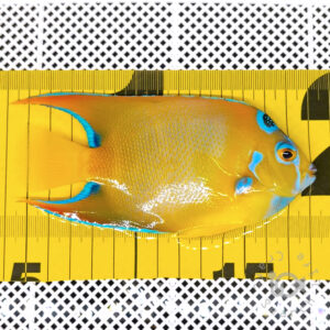 Queen-Angelfish_Brazil_20260313