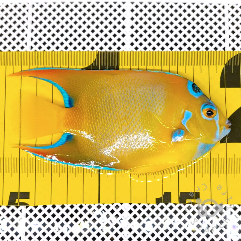 Queen-Angelfish_Brazil_20260313