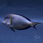Sohal-Surgeonfish_260313