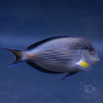 Sohal-Surgeonfish_260313