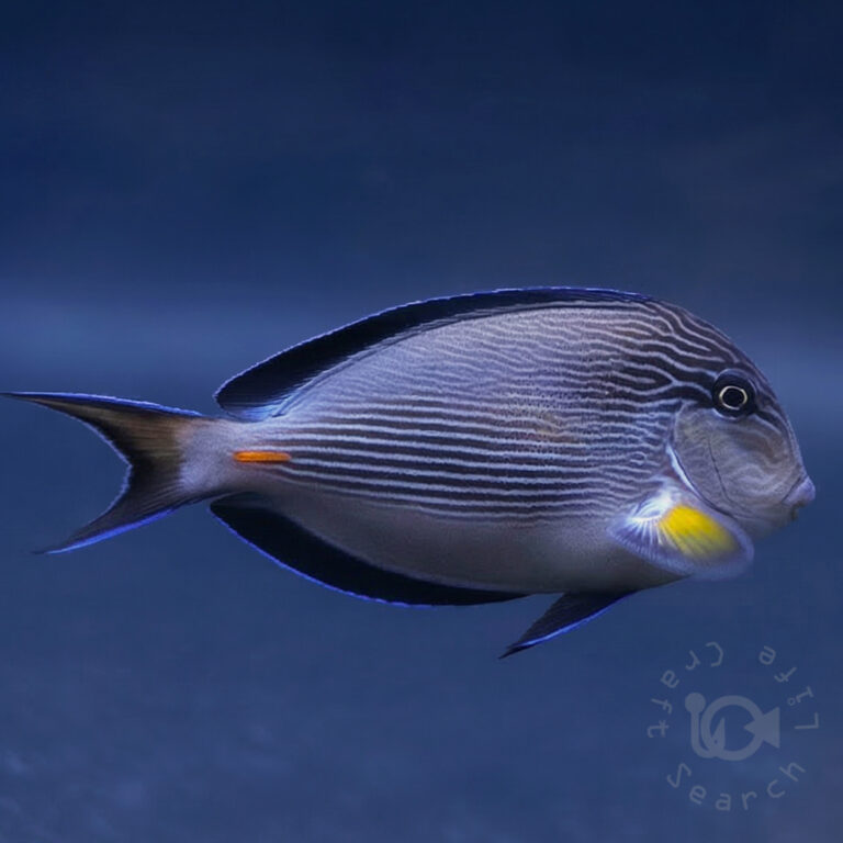 Sohal-Surgeonfish_260313