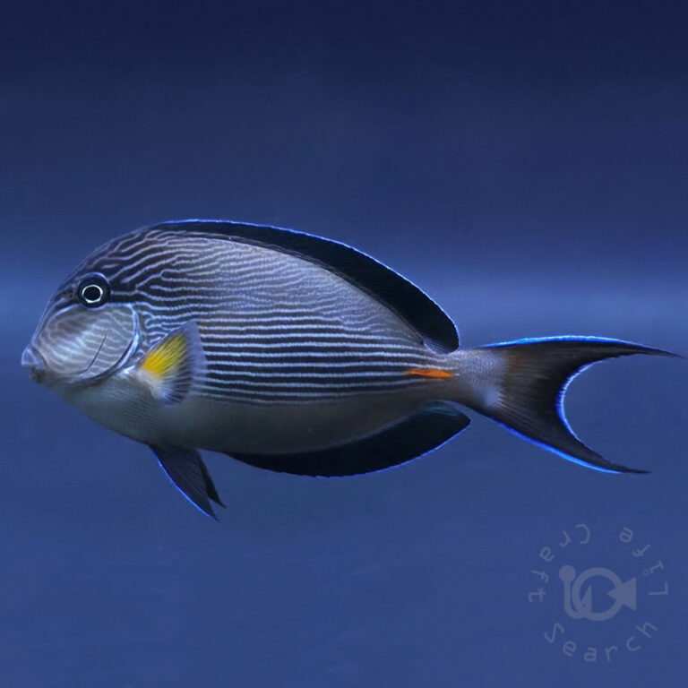 Sohal-Surgeonfish_260313