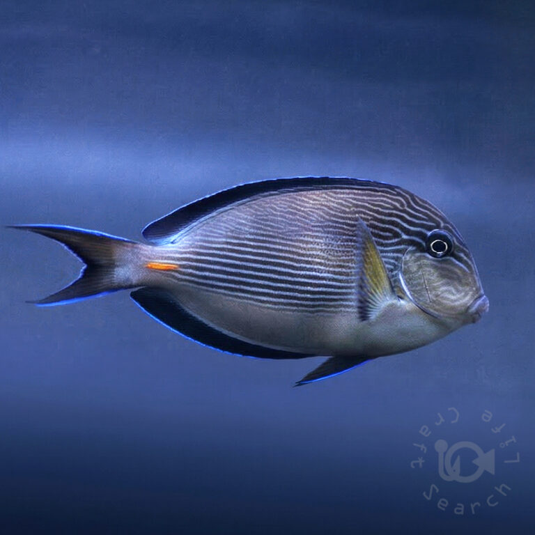Sohal-Surgeonfish_260313