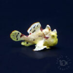 Warty-Frogfish_260305