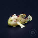 Warty-Frogfish_260305