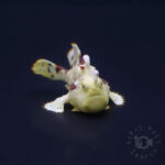 Warty-Frogfish_260305