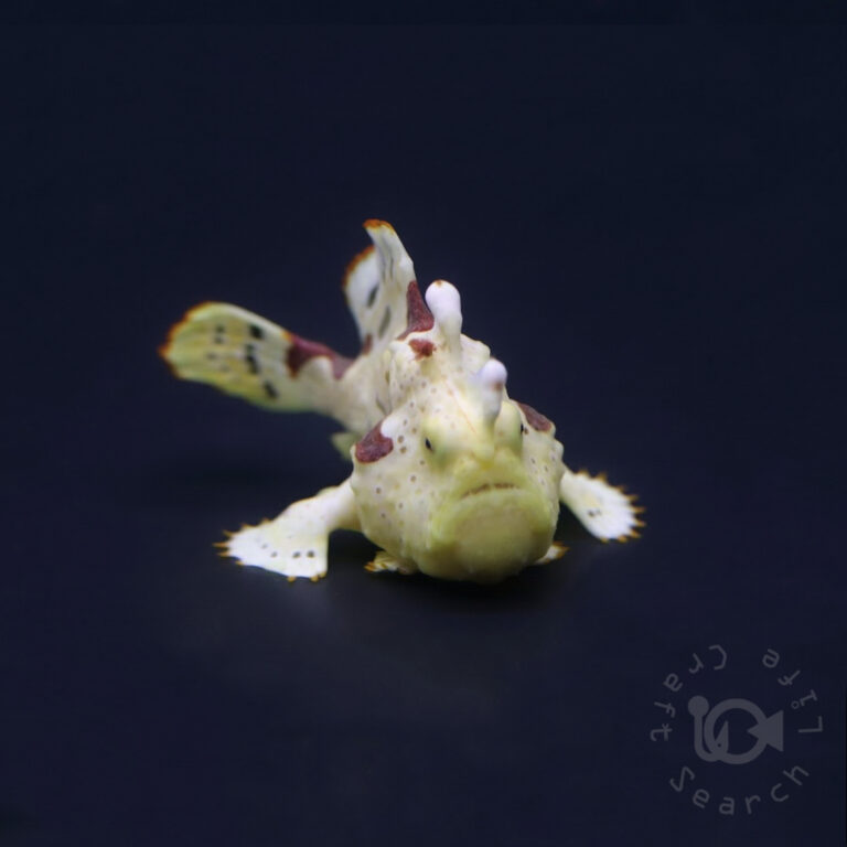 Warty-Frogfish_260305