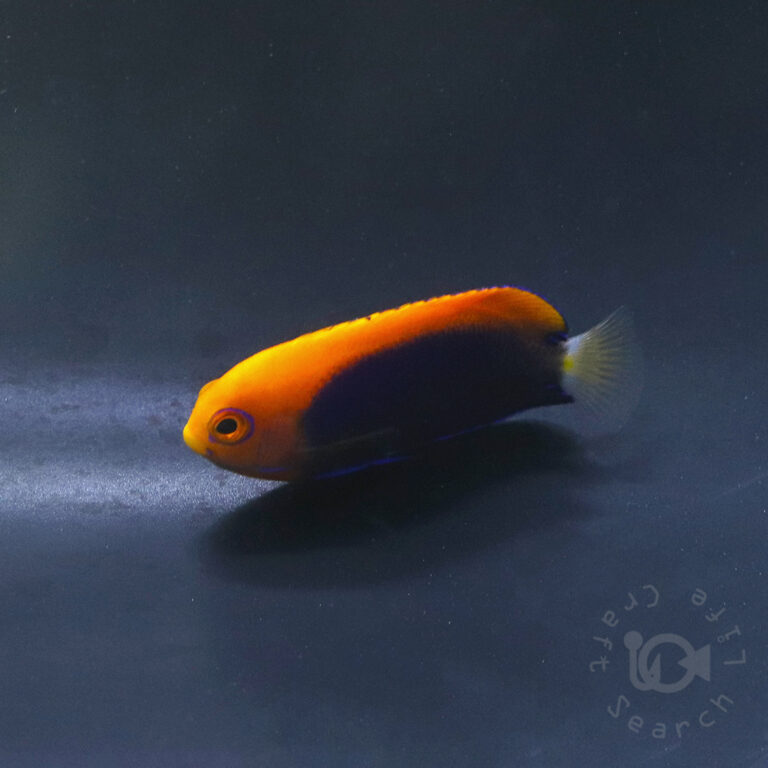 African-Pygmy-Angelfish_260406