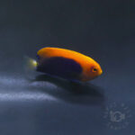 African-Pygmy-Angelfish_260406