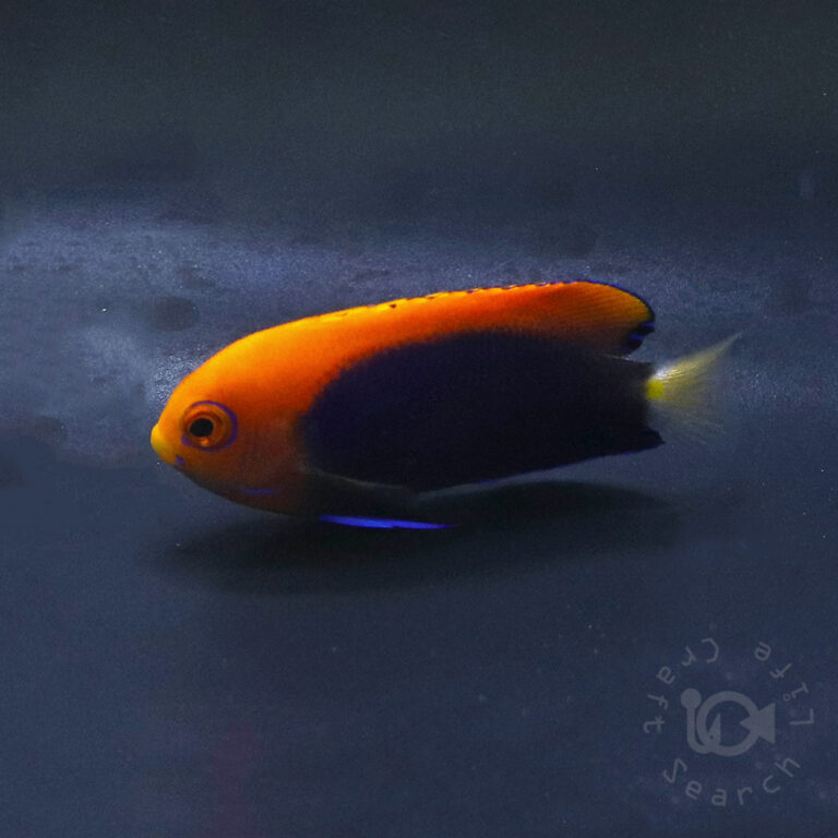 African-Pygmy-Angelfish_260406