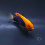 African-Pygmy-Angelfish_260406