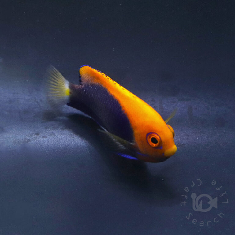 African-Pygmy-Angelfish_260406