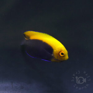 Caribbean-Frameback-Angelfish_260405