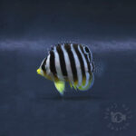 Multiband-Angelfish_KB_260404