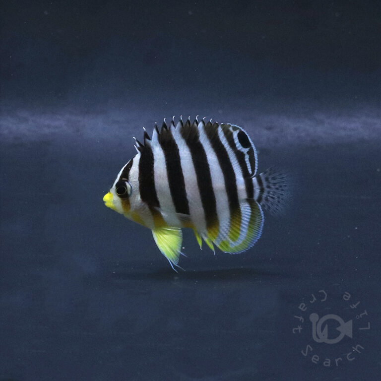 Multiband-Angelfish_KB_260404