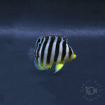 Multiband-Angelfish_KB_260404